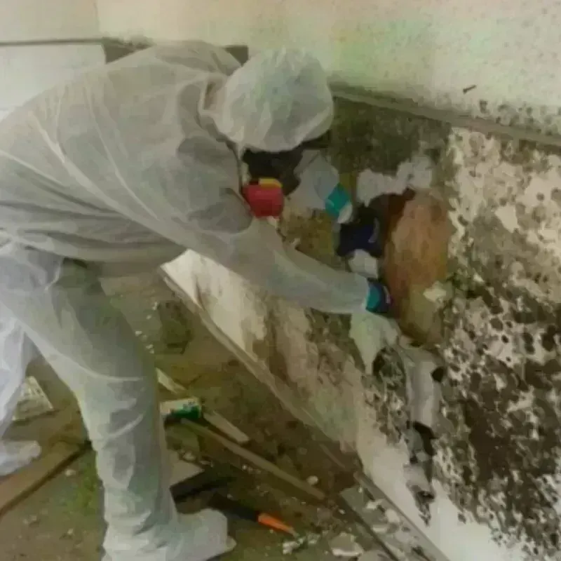 Mold Remediation and Removal in Reno, NV